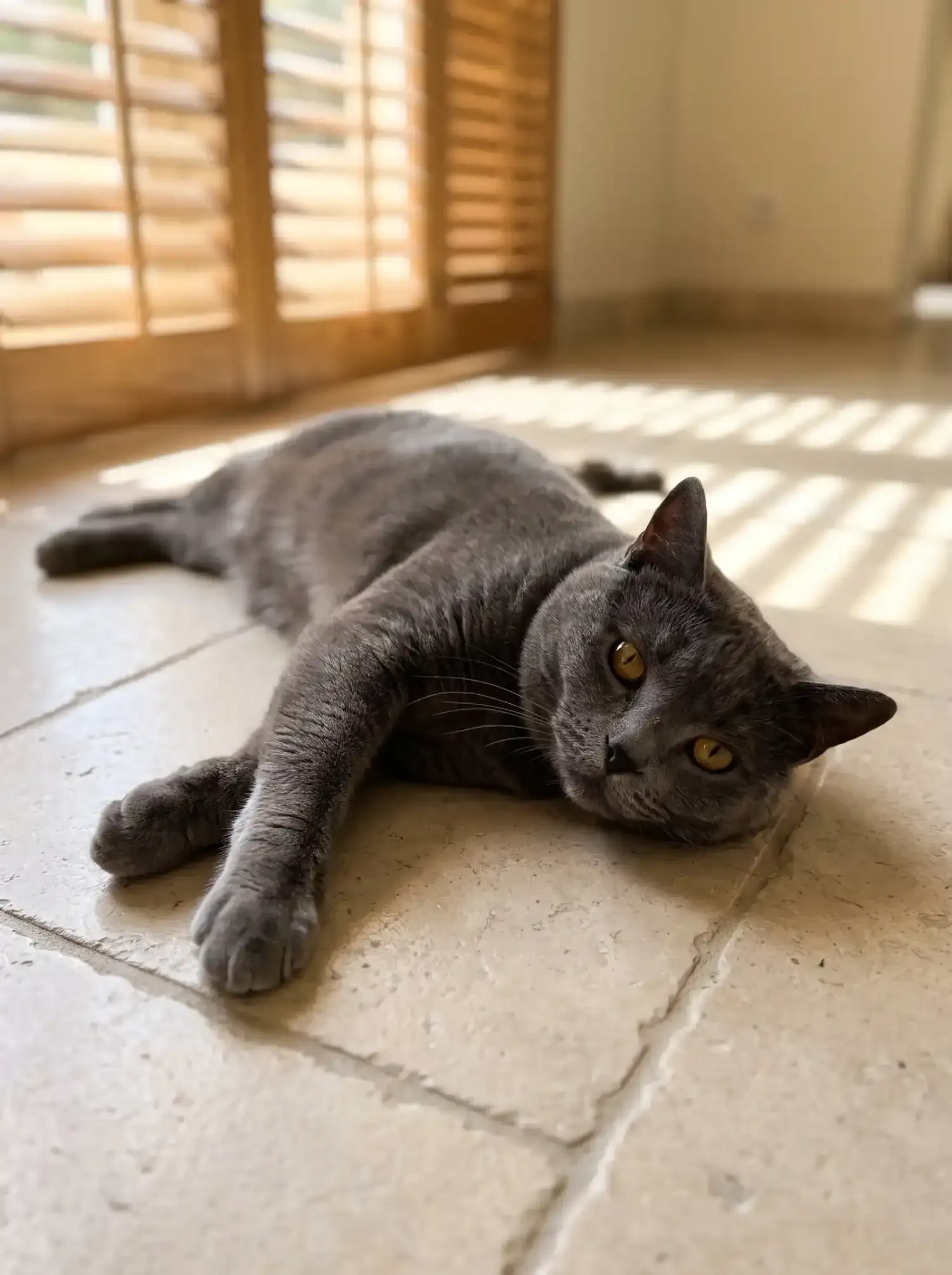 Chartreux, a slate-grey adult stretched out on cool stone tiles in the shade of timber shutters