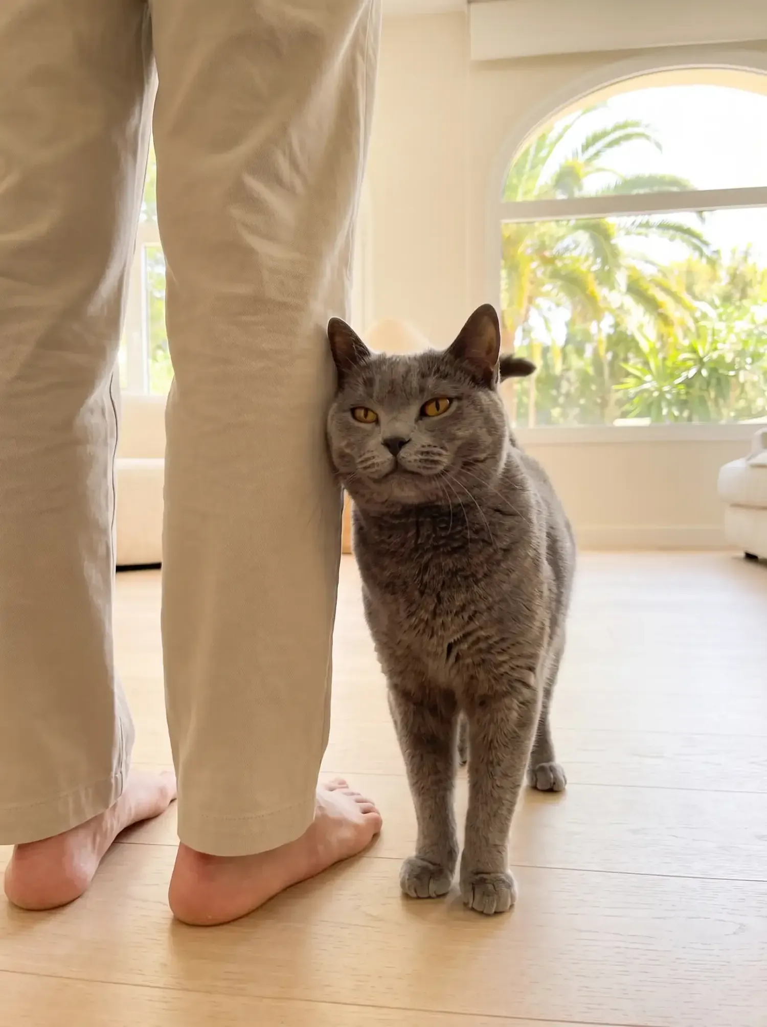 Chartreux in Dubai, a blue-grey adult leaning against a person's leg, palms through an arched window