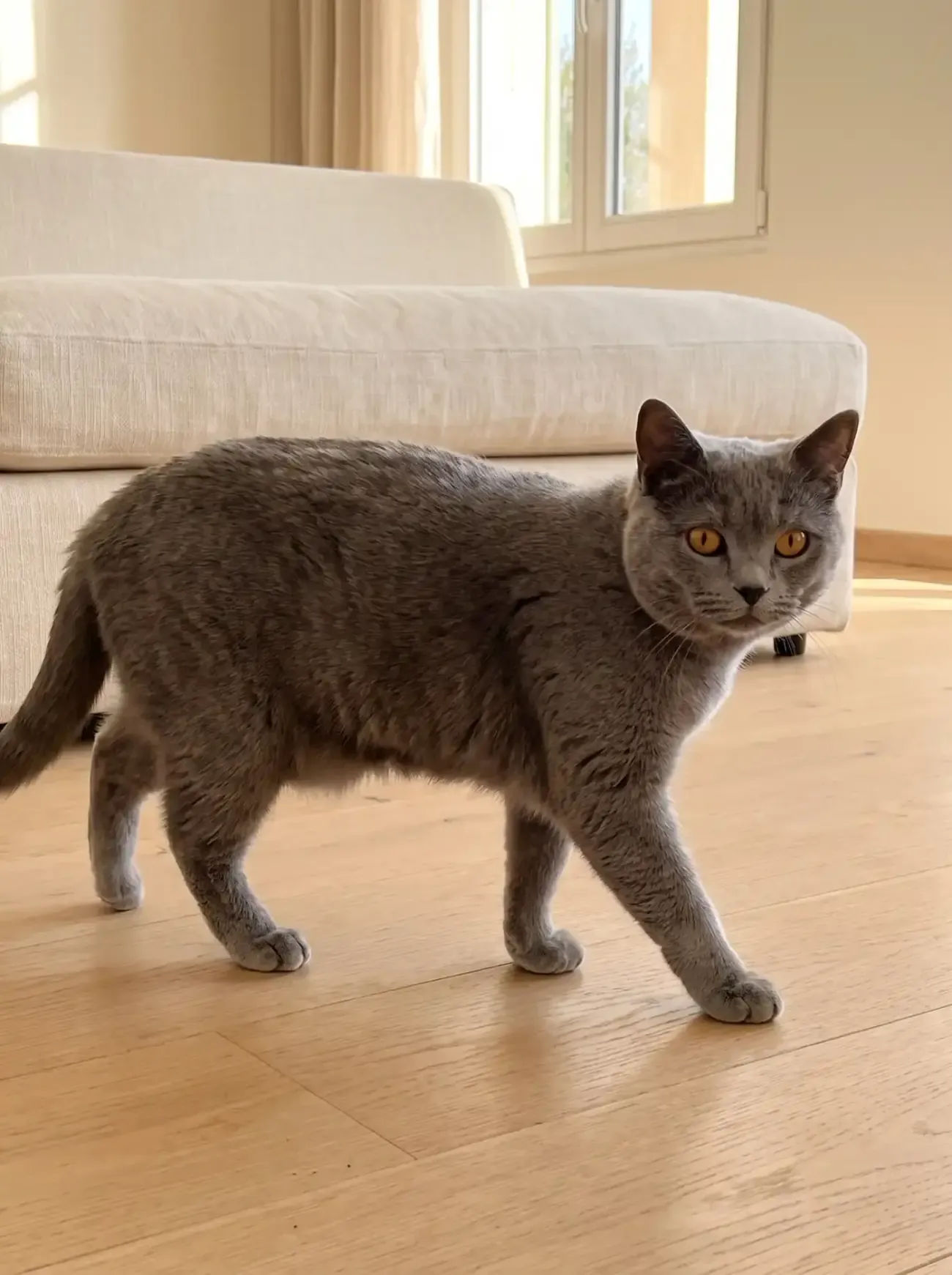 Chartreux, a blue-grey adult walking across a timber floor past a cream sofa