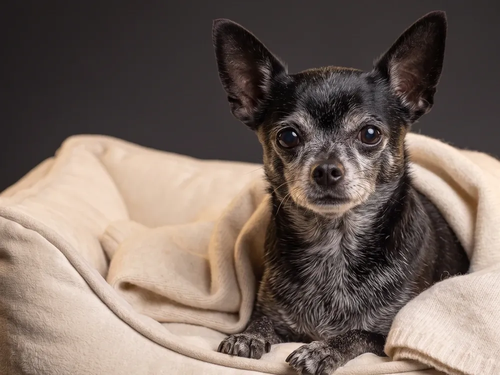 Chihuahua, an older black dog with a greying muzzle tucked into a cream bed