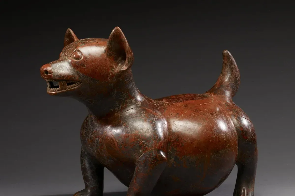 Chihuahua history, a Colima clay figure of a small round dog with pricked ears, West Mexico, 100 BC to AD 300