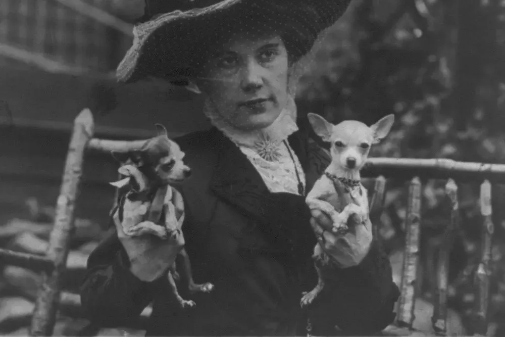 Chihuahua history, Mrs C. D. Atwood in a large hat holding two small dogs, early 1900s