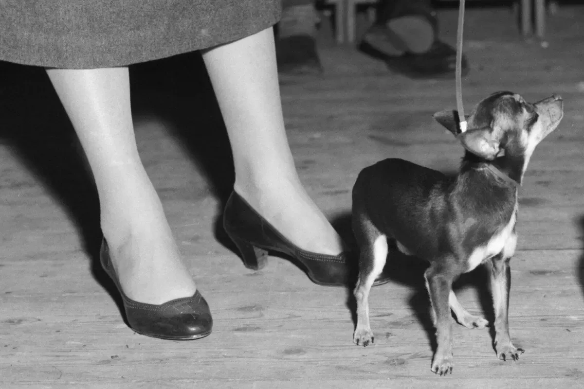 Chihuahua history, a small dog on a lead at a dog show beside a pair of legs, Amsterdam, 1958