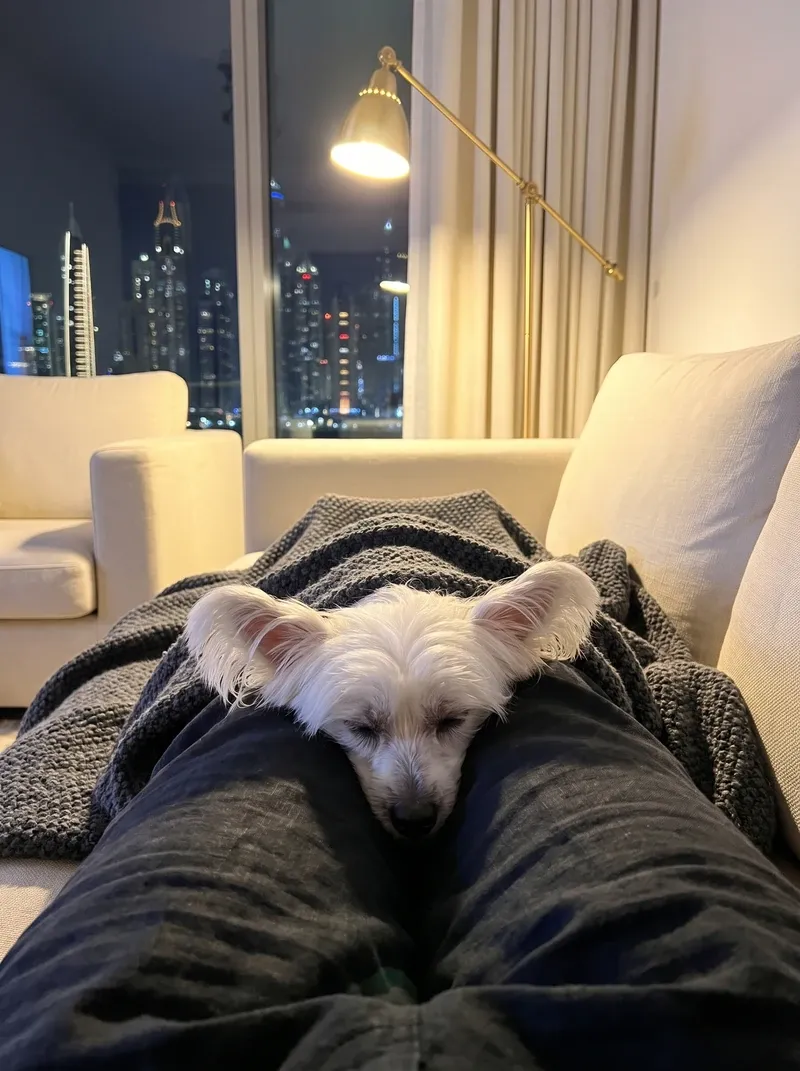 Chinese Crested in Dubai, a white Powderpuff asleep under a charcoal blanket against a knee, the lit skyline behind