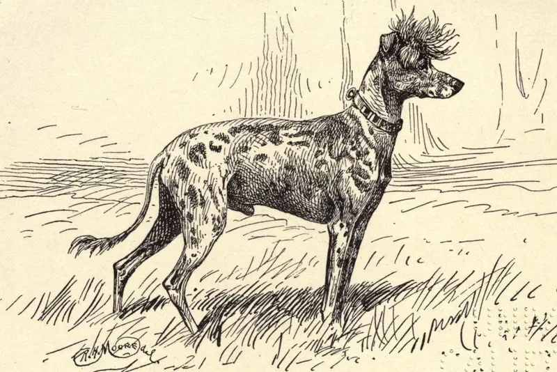 Chinese Crested history, a spotted hairless dog with a crest standing in long grass, drawn for All About Dogs, Britain, 1900