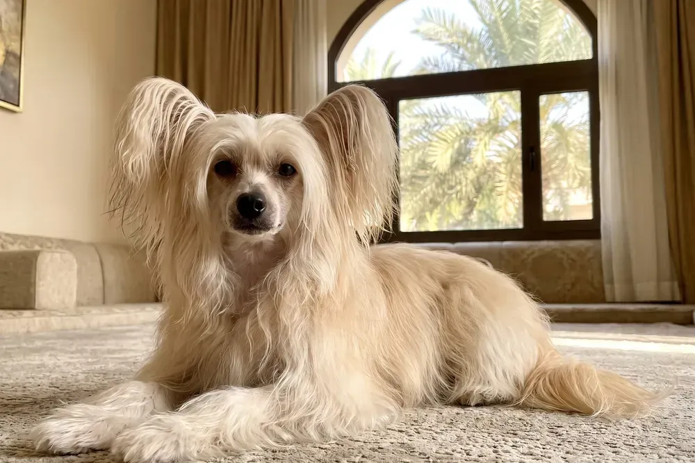 Chinese Crested history, a cream Powderpuff lying on a stone rug, palms through an arched window