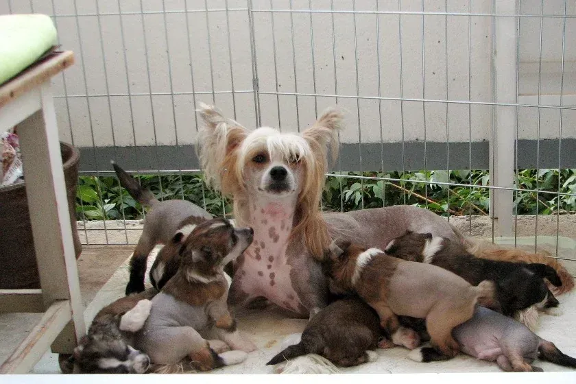 Chinese Crested history, a mother with seven puppies, four hairless and three Powderpuff, 2011