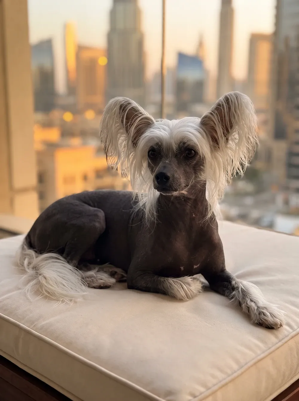 Chinese Crested in Dubai, the same dark slate adult on a cream cushion with the skyline behind