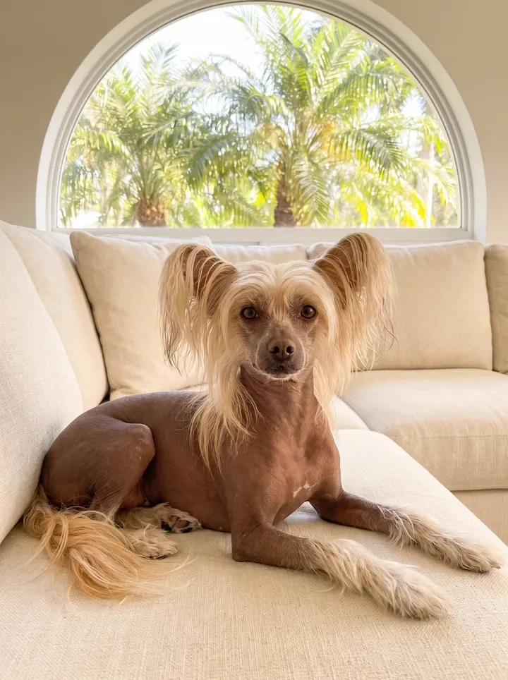 Chinese Crested in Dubai, a chocolate hairless adult resting on a cream sofa below an arched window onto palms
