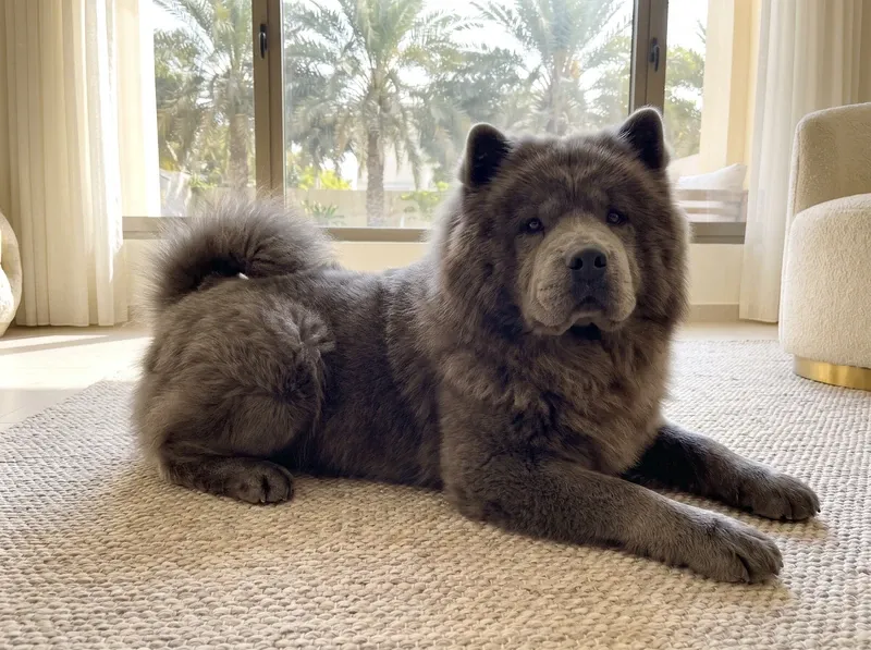 Chow Chow in Dubai, a blue adult lying on a stone-coloured woven rug, date palms through the window