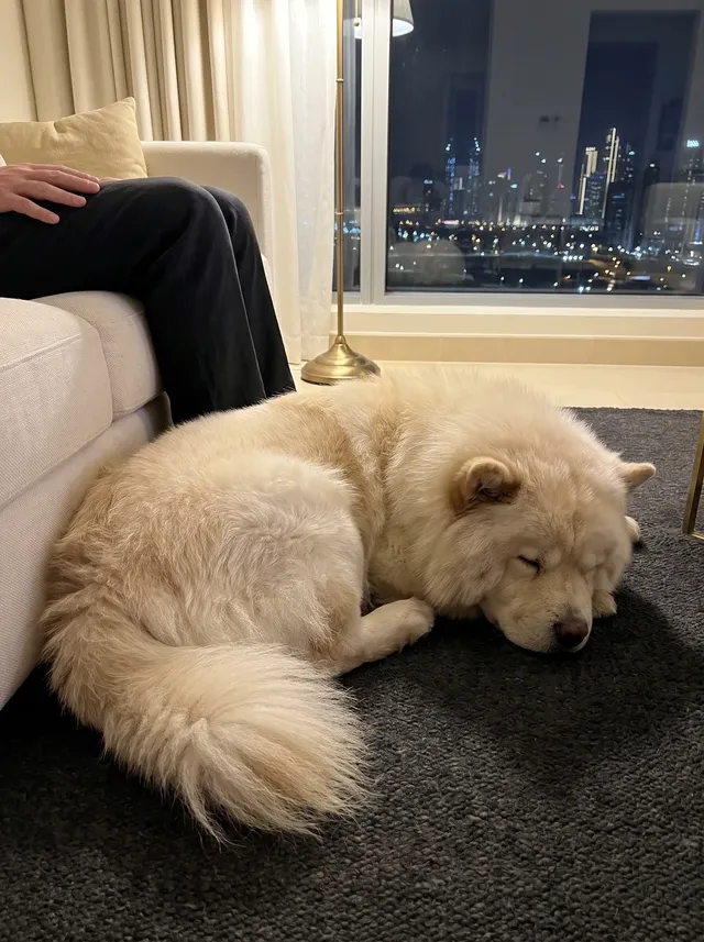 Chow Chow in Dubai, a cream adult asleep on a charcoal rug by the sofa, a brass lamp and the lit skyline behind