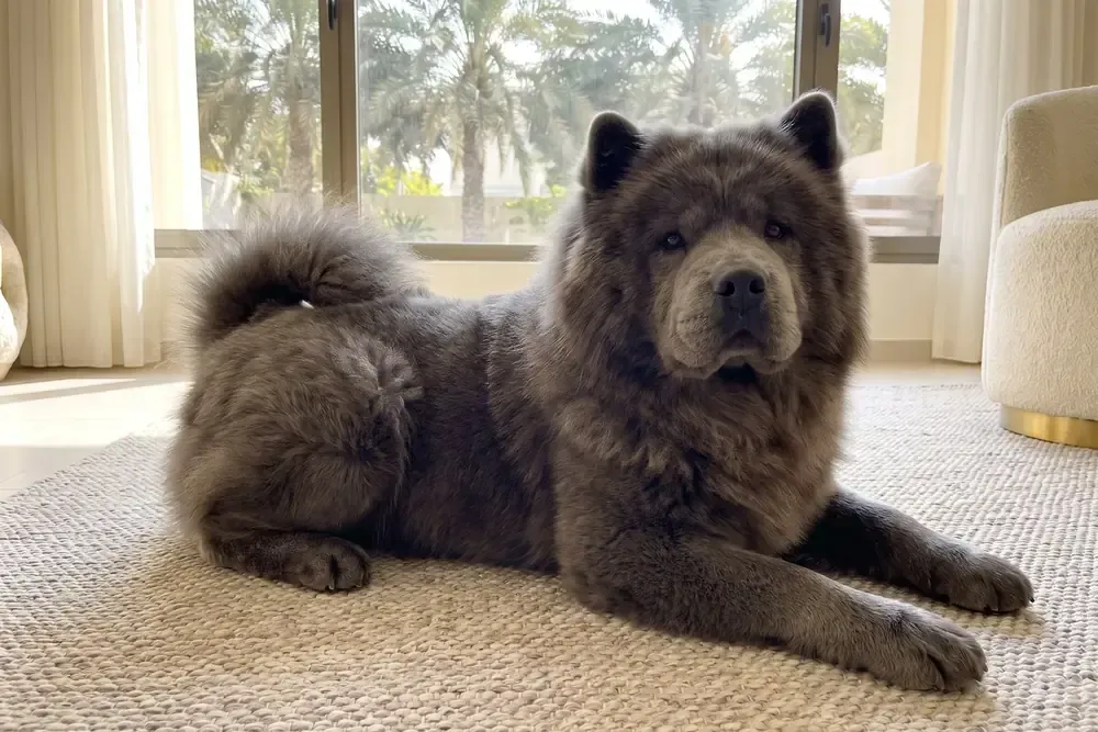 Chow Chow history, a blue adult lying on a woven rug, date palms through the window