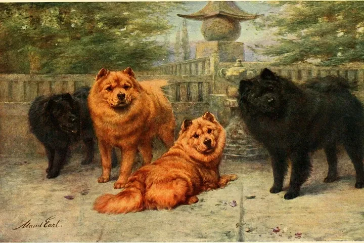 Chow Chow history, four dogs in red and black in a garden, a painting by Maud Earl, London, 1911