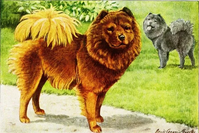 Chow Chow history, a red and a blue dog on a lawn, a painting by Louis Agassiz Fuertes, Washington, 1919