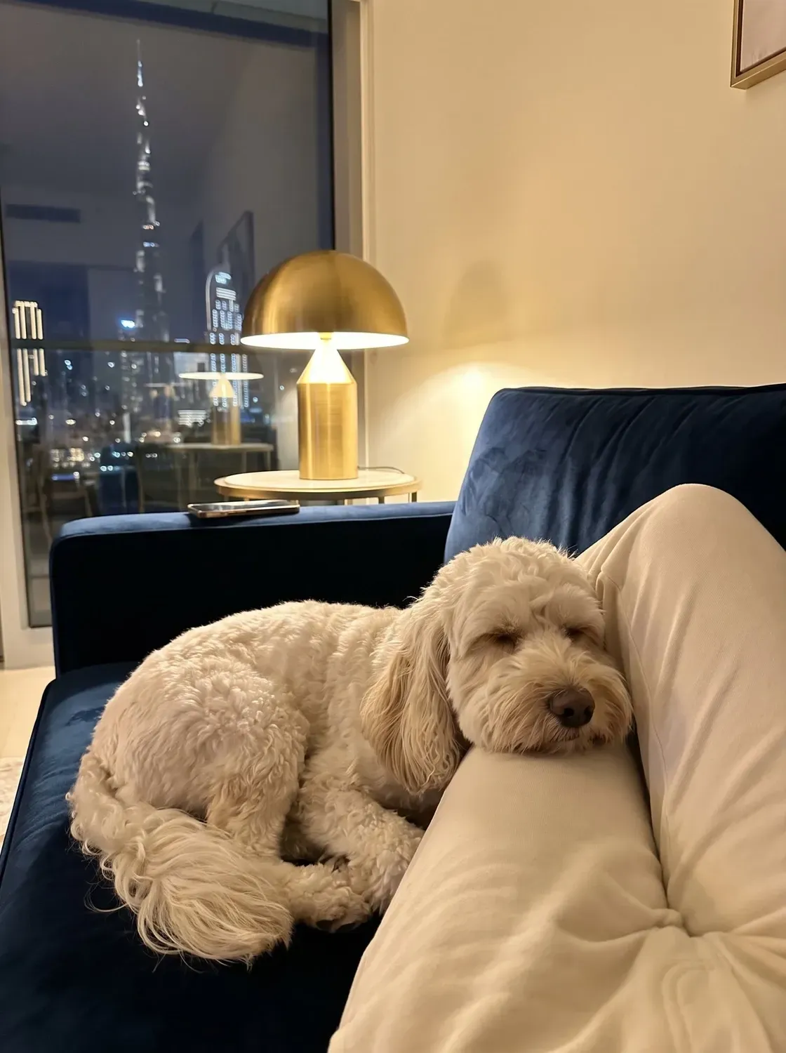 Cockapoo in Dubai, a cream adult asleep against a pet parent's leg on the sofa at night, the skyline behind