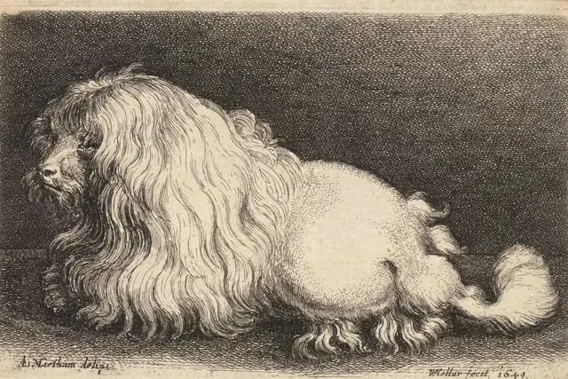Cockapoo history, an etching of a long-coated Poodle lying down, 1649