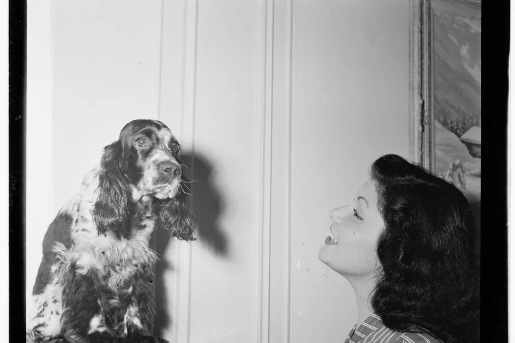 Cockapoo history, singer Lilyann Carol smiling up at a Cocker Spaniel, New York, 1946