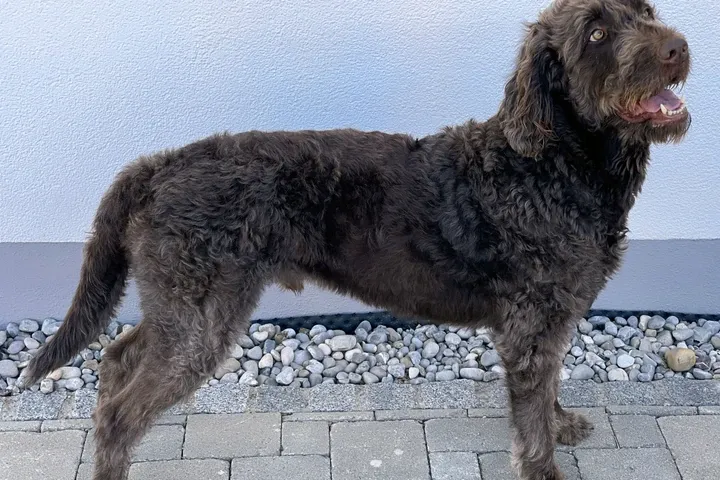 Cockapoo history, a dark brown Labradoodle standing side-on, the cross behind the 1989 boom