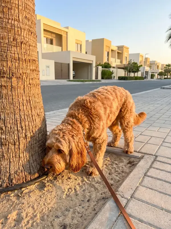 Cockapoo in Dubai, a red adult on a lead sniffing the base of a palm on a quiet villa street at dawn