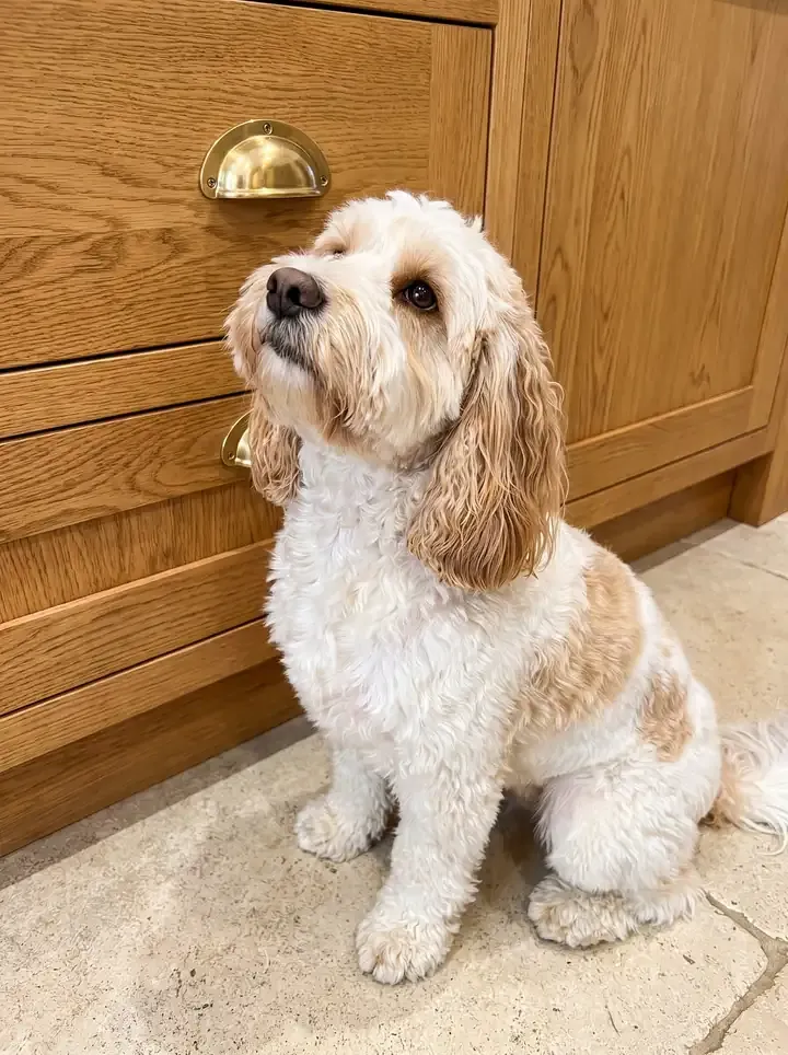Cockapoo, a white and apricot adult sitting by a kitchen cupboard, looking up at the handle