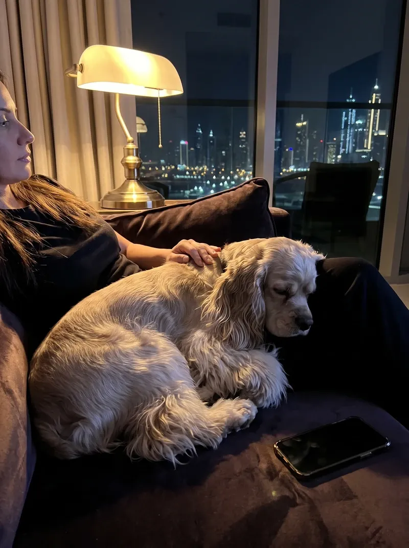 Cocker Spaniel in Dubai, a buff adult asleep beside a pet parent on a dark sofa at night, city lights behind