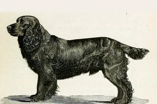 Cocker Spaniel history, a drawing of Champion Obo II, a black dog standing side on, 1890
