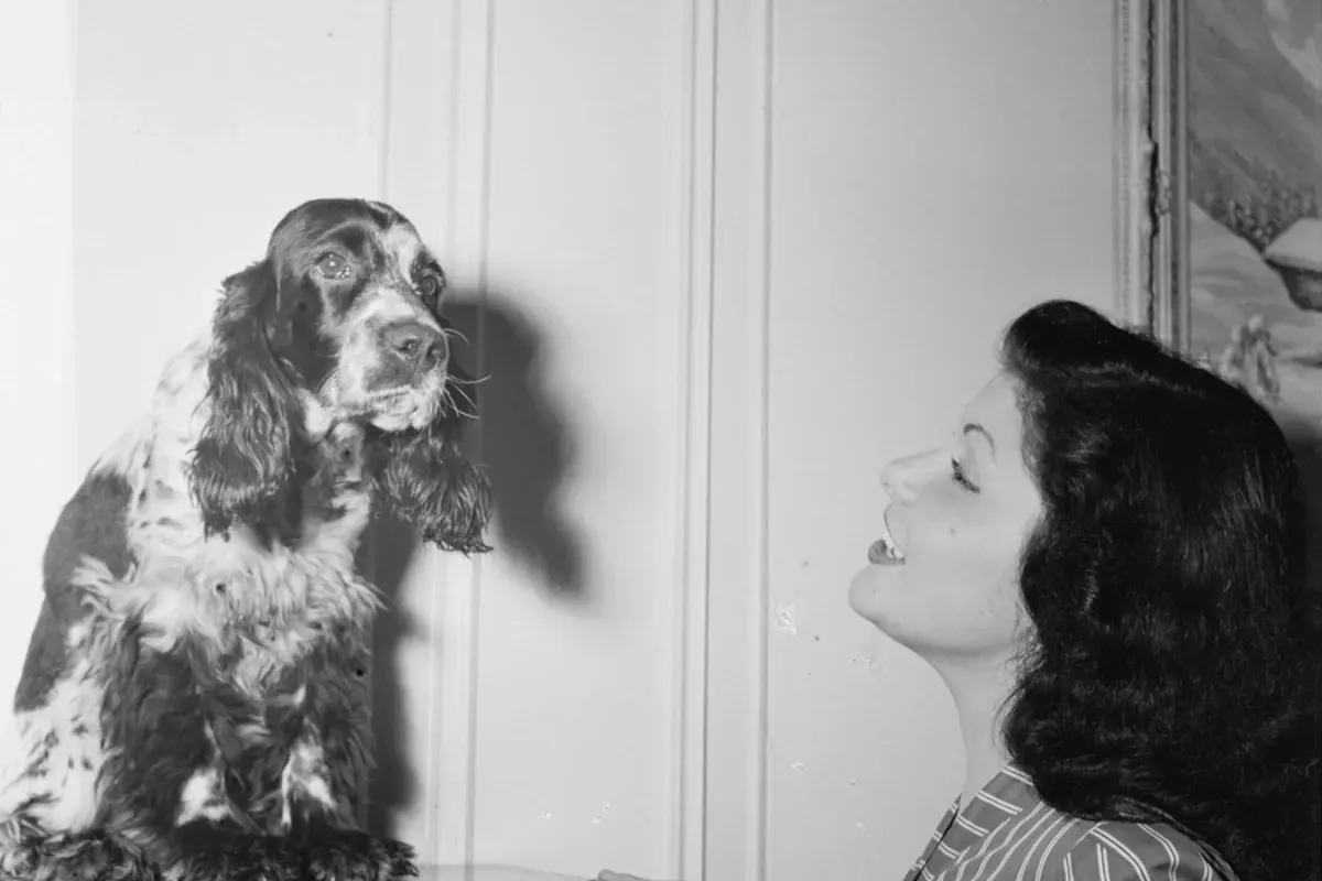 Cocker Spaniel history, a parti-colour dog on a cabinet beside a smiling woman, New York, 1946