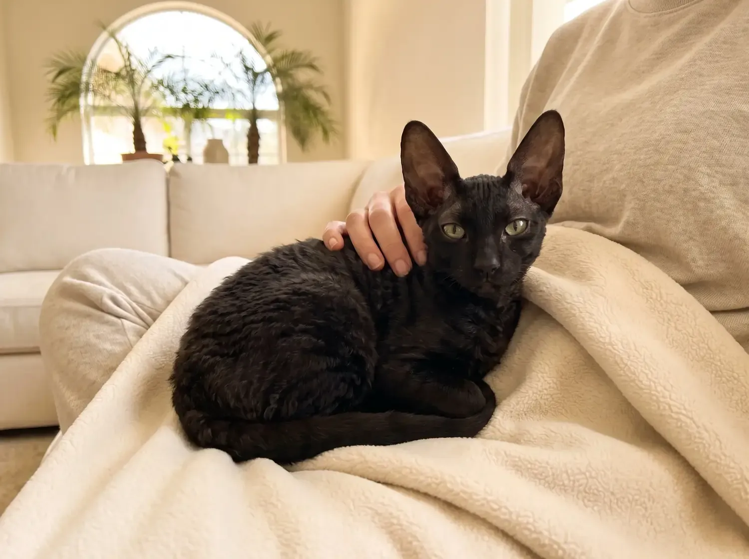Cornish Rex, a black kitten curled in a cream fleece on a pet parent's lap