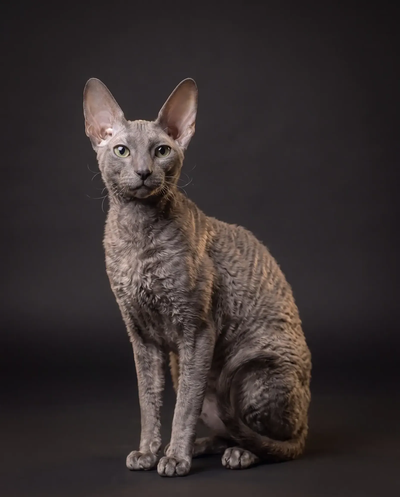Cornish Rex in Dubai, studio portrait of a calm blue-grey adult with a wavy coat, sitting
