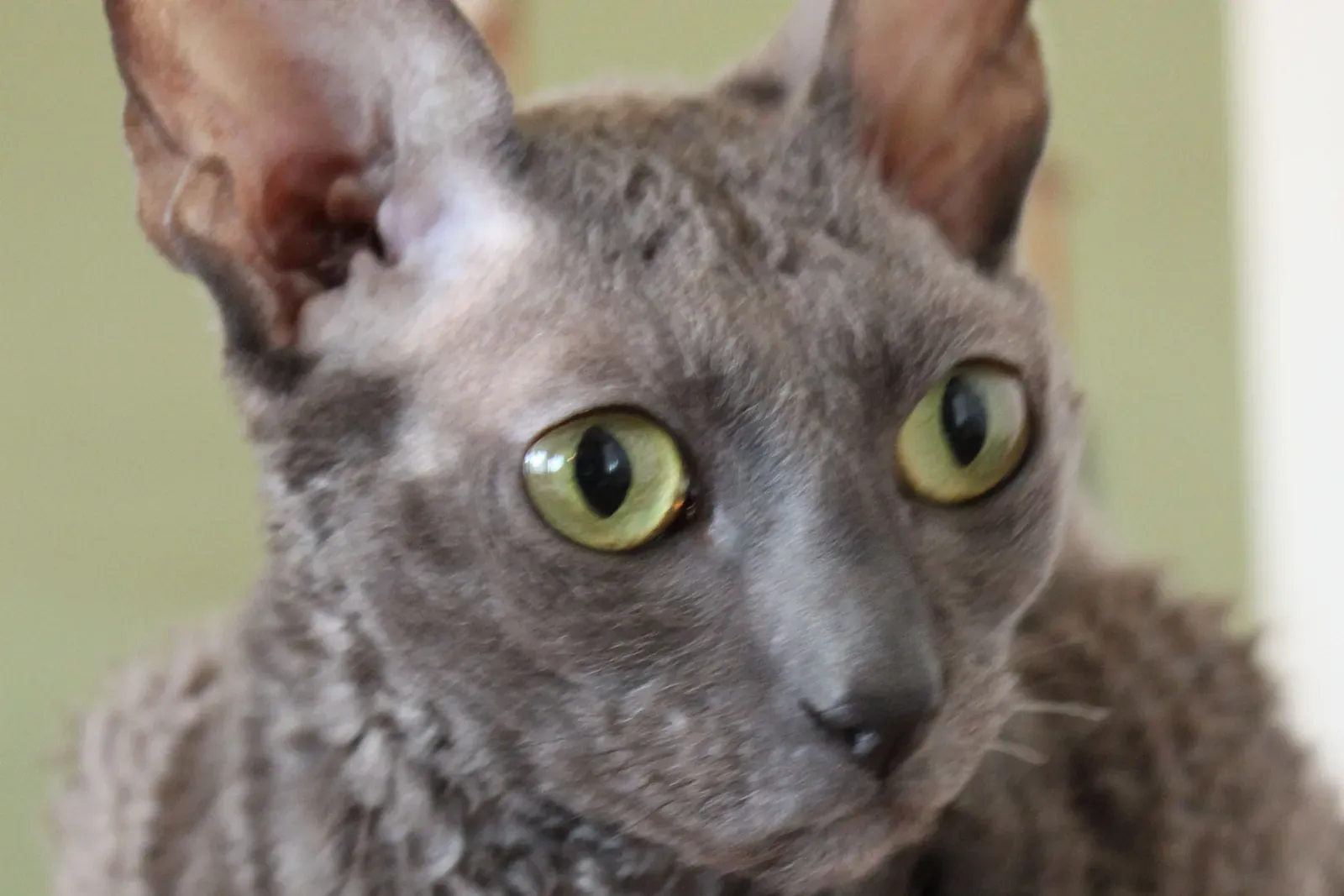 Cornish Rex history, close view of a blue Cornish Rex with large ears and green eyes, 2010