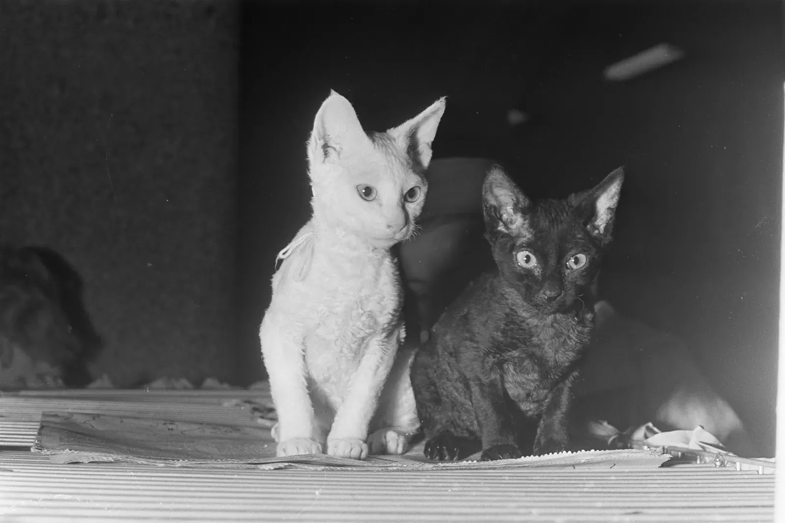 Cornish Rex history, two Rex kittens from Denmark at a cat show, Koopmansbeurs, Amsterdam, 1967