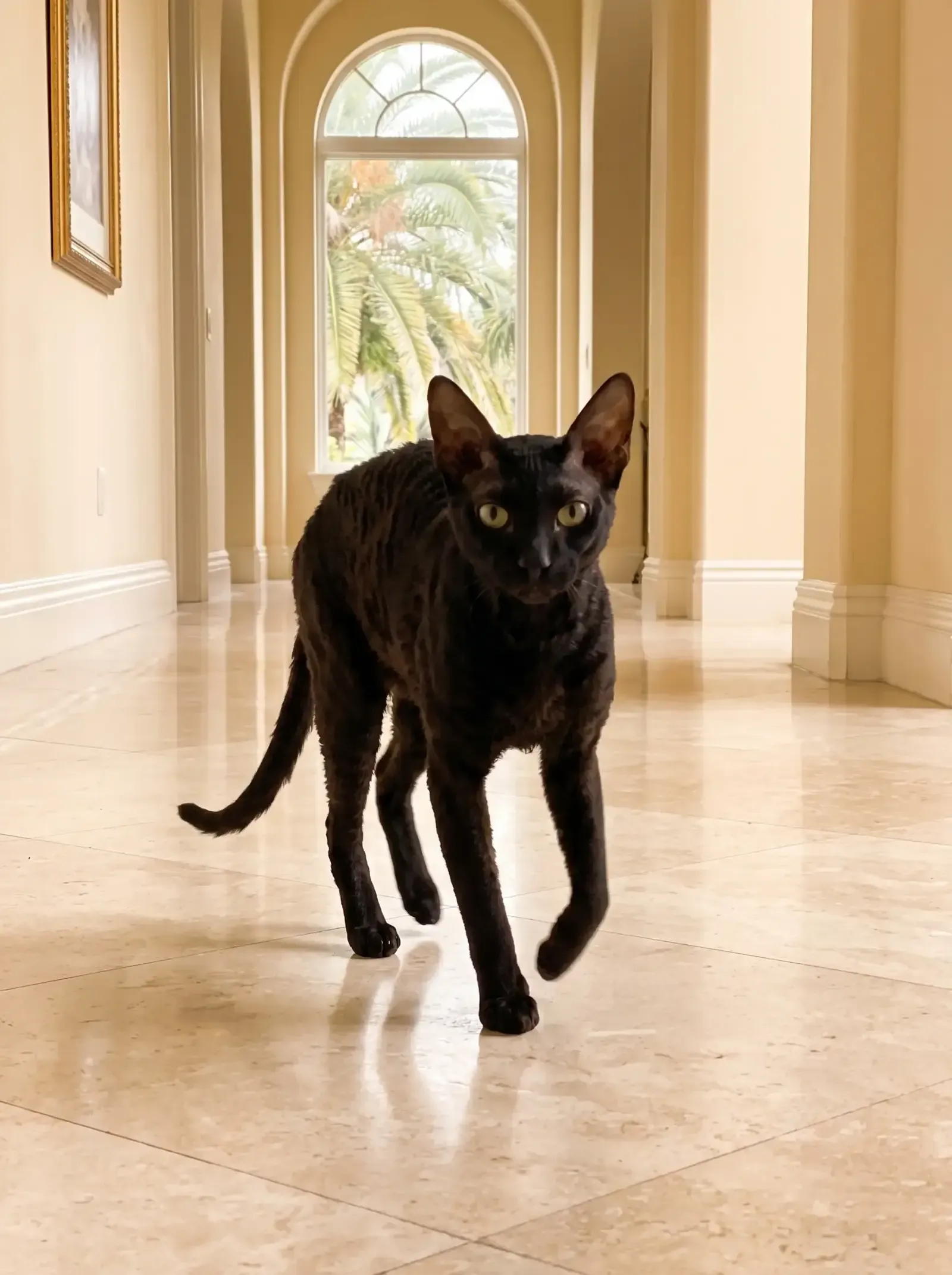 Cornish Rex in Dubai, a black cat trotting down a marble villa hallway, palms through an arched window