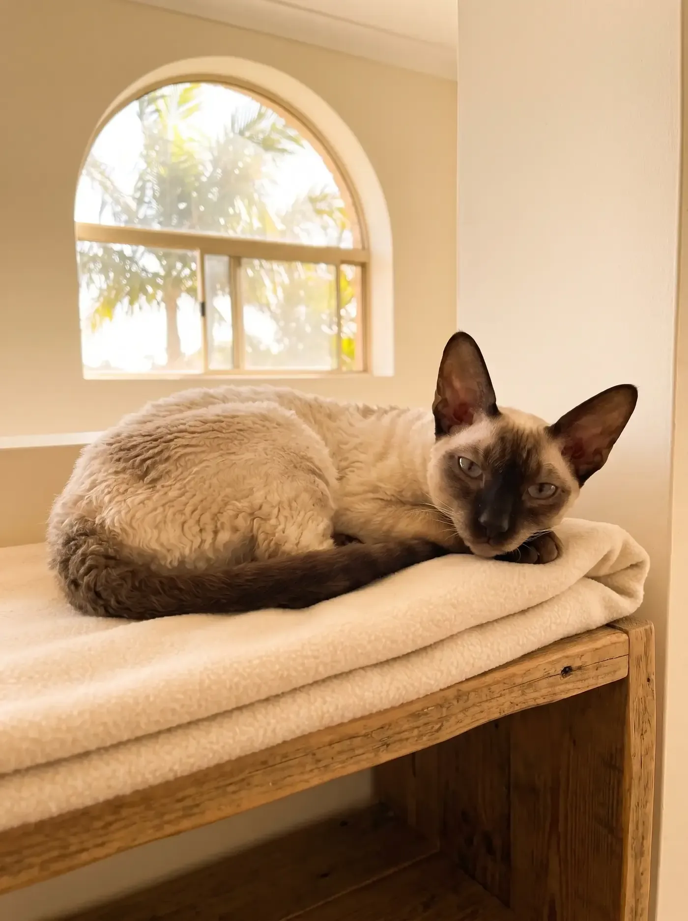 Cornish Rex in Dubai, a seal colourpoint curled on a fleece on a timber shelf, palms through an arched window