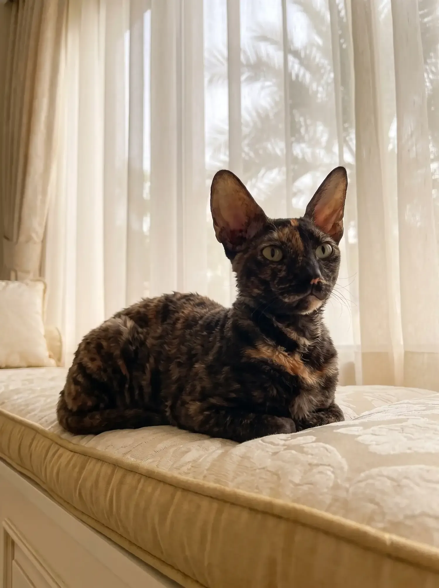 Cornish Rex in Dubai, a tortoiseshell resting on a window seat behind sheer curtains, palms outside