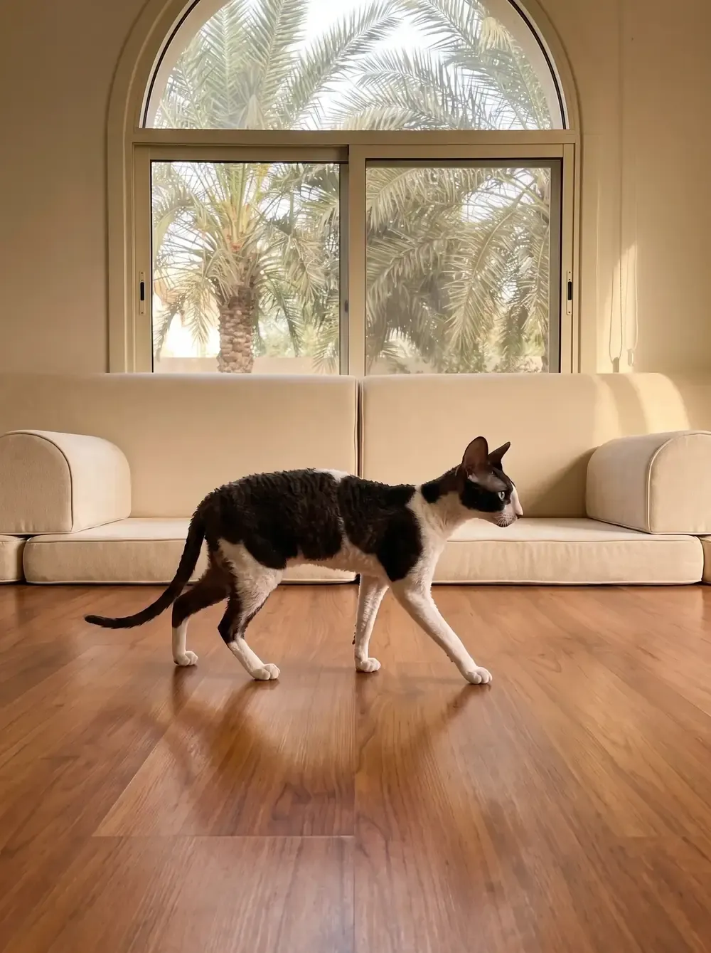 Cornish Rex in Dubai, a black and white cat walking past a low majlis sofa, palms through an arched window