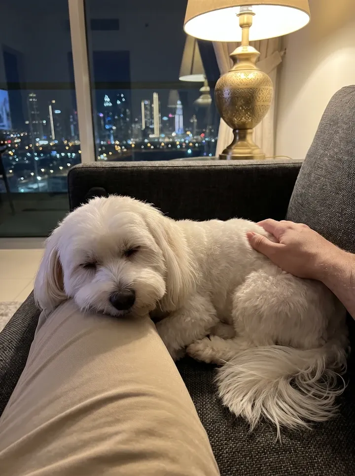 Coton de Tulear in Dubai, a white adult asleep with their chin on a knee, the lit skyline behind