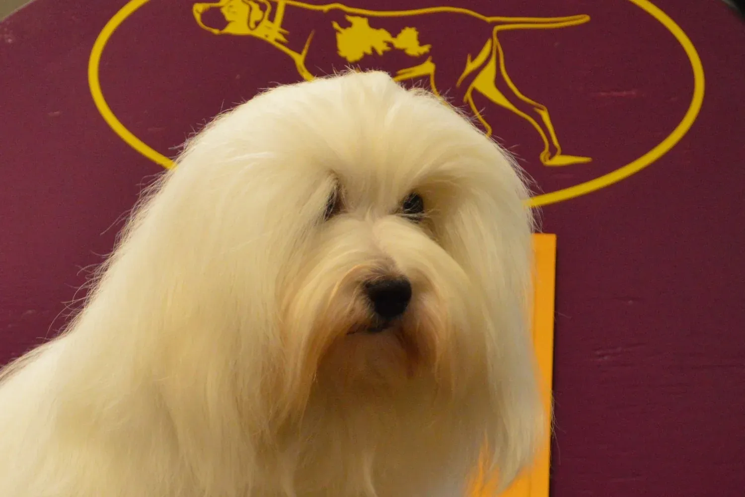 Coton de Tulear history, a champion in full coat on a grooming table, Westminster Kennel Club Dog Show, New York, 2015