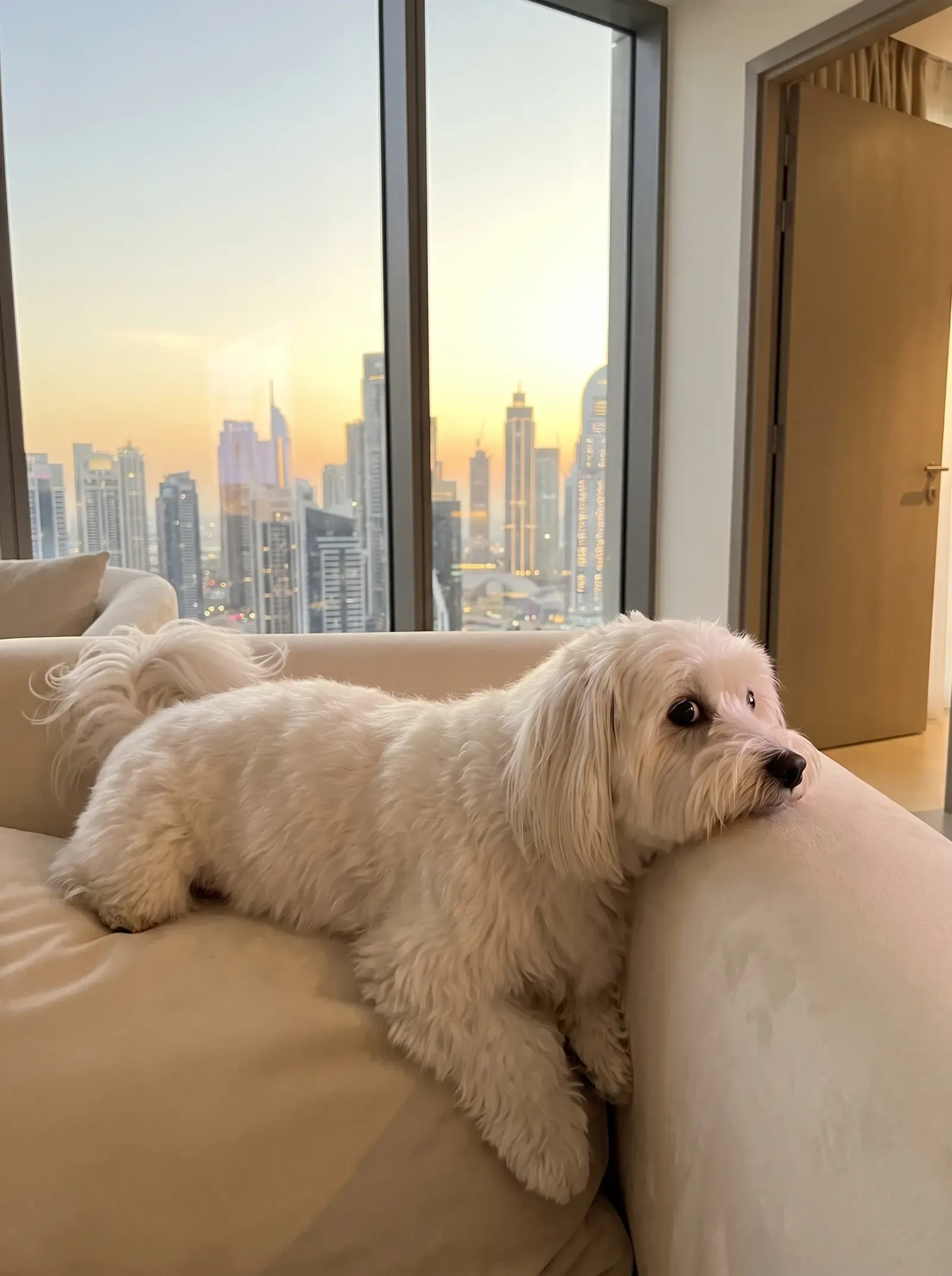 Coton de Tulear in Dubai, the same white adult on the arm of a sofa watching the door, the skyline behind
