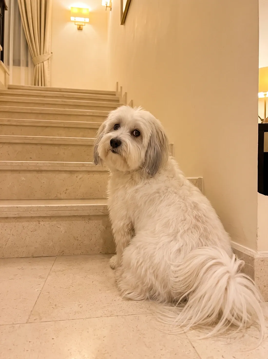 Coton de Tulear, a white adult sitting at the foot of a stone staircase in evening lamplight