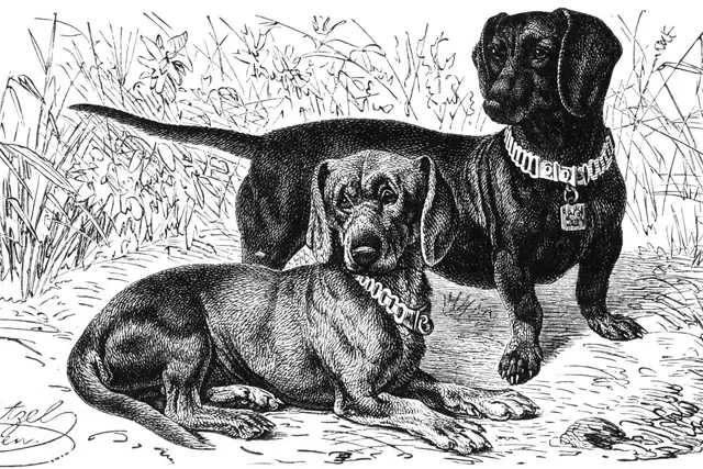 Dachshund history, an engraving of two smooth-haired dogs in long grass, Brehms Tierleben