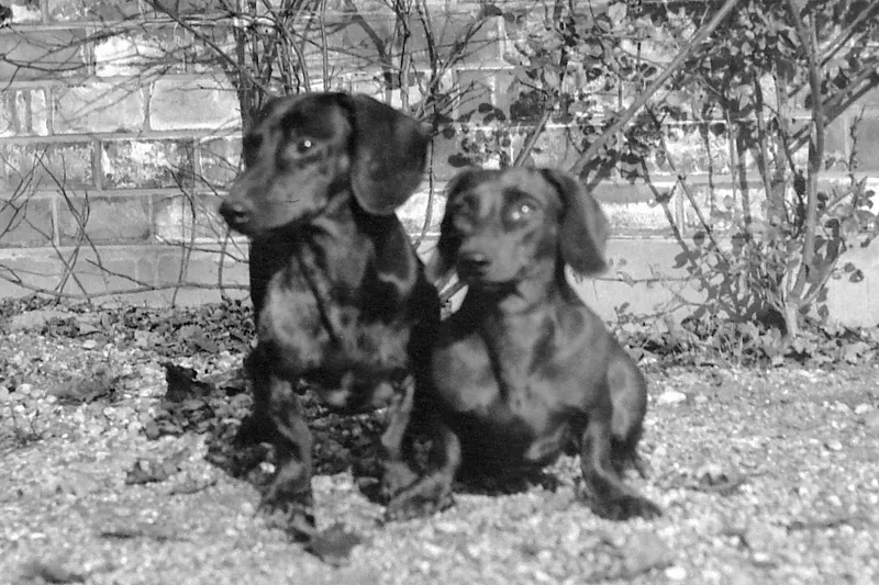 Dachshund history, two smooth dogs sitting side by side in a garden, Hungary, 1908