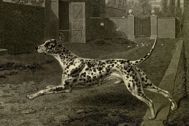 Dalmatian history, a spotted dog running past a stable yard, an engraving, England, 1831