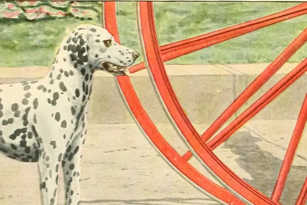 Dalmatian history, a spotted dog standing beside a red carriage wheel, a painting, USA, 1919