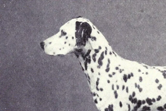 Dalmatian history, head and shoulders of a black-spotted dog, a photograph, Lytham, England, 1915