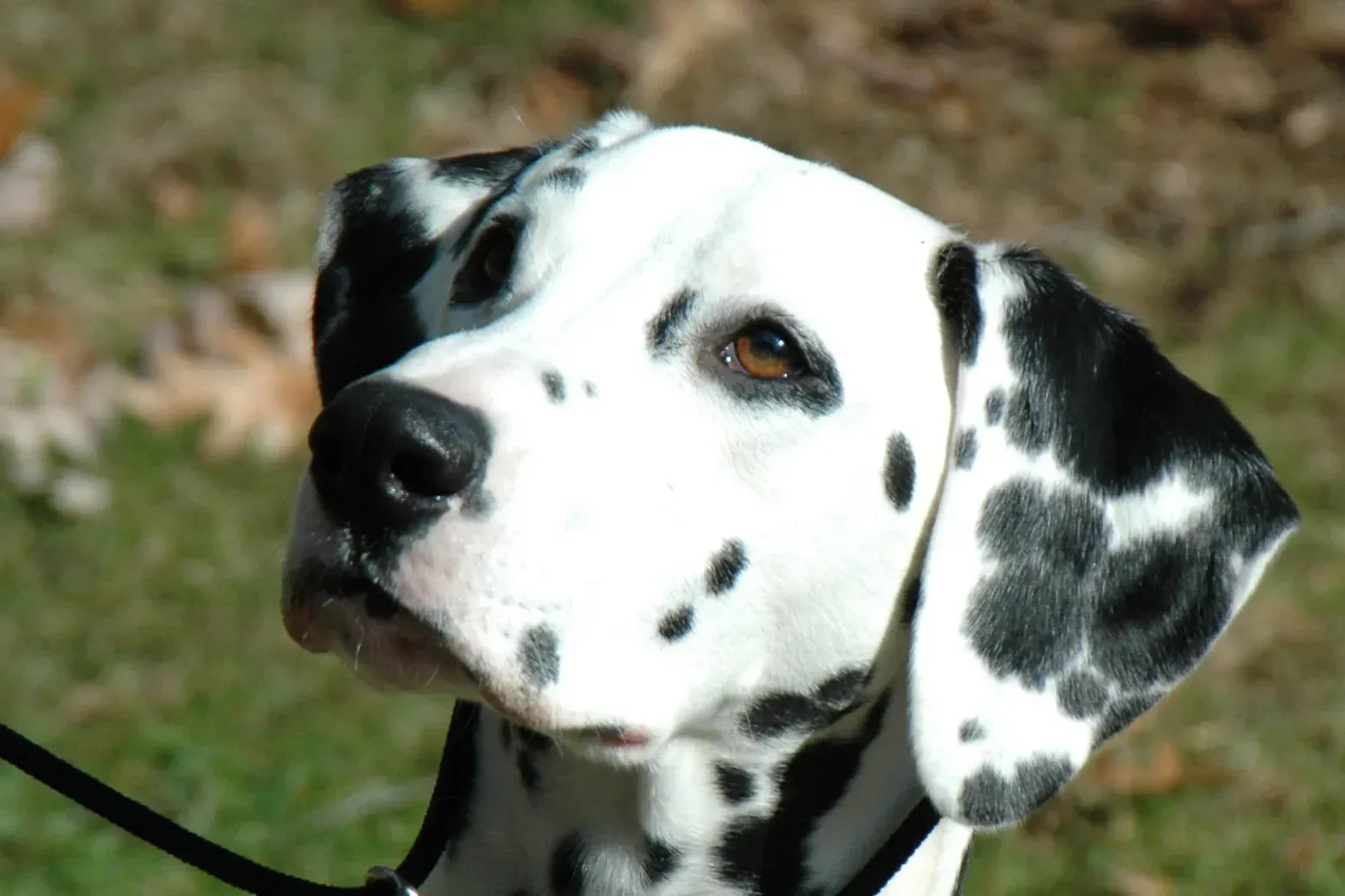 Dalmatian history, head of a black-spotted dog on a lead, a photograph, 2007