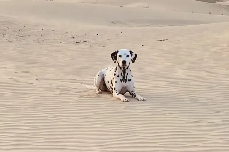 Dalmatian history, the breed today, a black-spotted adult lying on rippled desert sand, Dubai, 2026