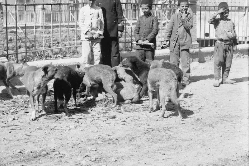 Desert dog history, free-living town dogs in a dusty street, boys standing behind, the Levant, 1898 to 1946