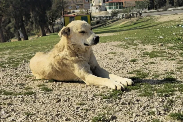 Desert dog history, a cream Canaan Dog lying on open ground, near Zarqa, Jordan