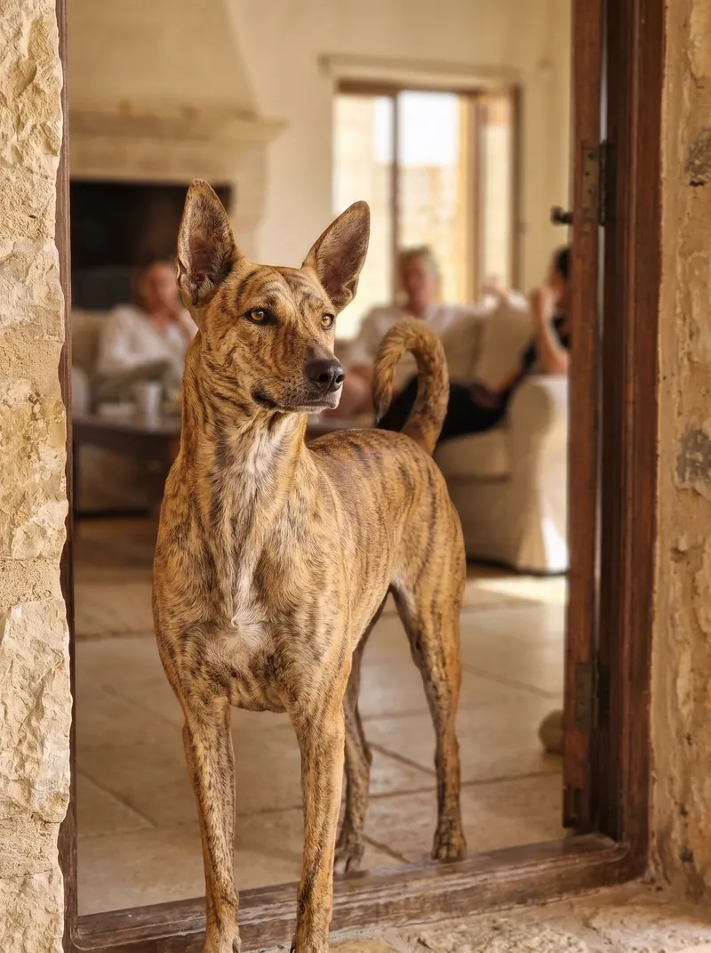 Desert dog in Dubai, a brindle adult standing in a doorway, calmly watching guests on a sofa behind