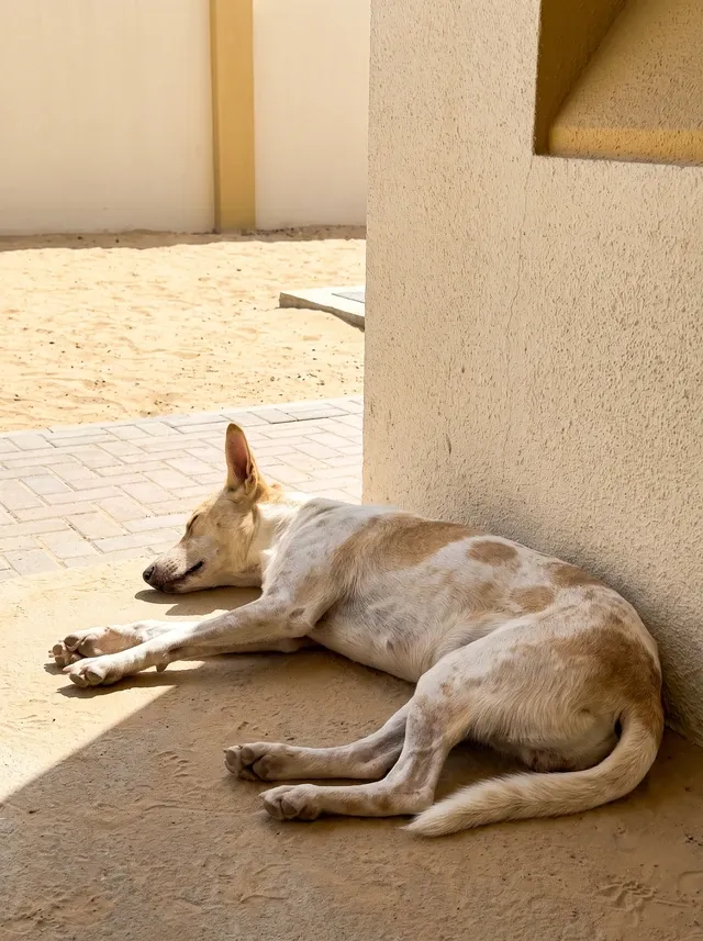 Desert dog in Dubai, a white and sandy adult asleep in the shade of a courtyard wall